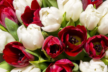 Fototapeta premium red and white tulips