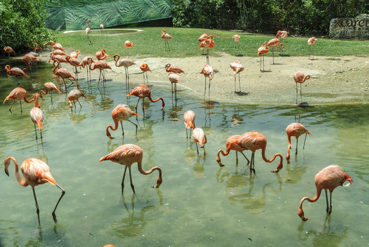 Fototapeta group of orange Flamingos  in a pond in Xcaret, Quintana Roo, Mexico.