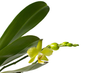 Fototapeta na wymiar orhid flowers