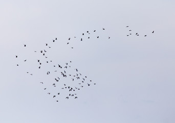 A flock of seagulls in the sky