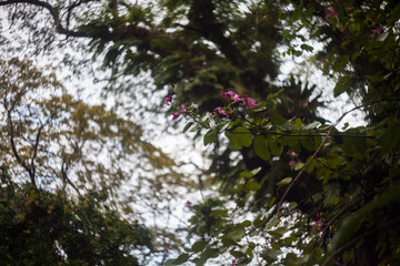 Close up of leaf view with swirly bokeh