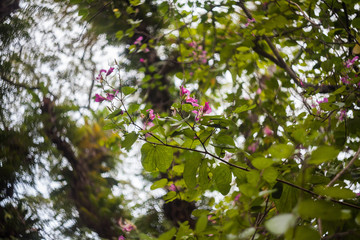 Fototapeta premium Close up of leaf view with swirly bokeh