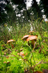 Mushroom In The Forest