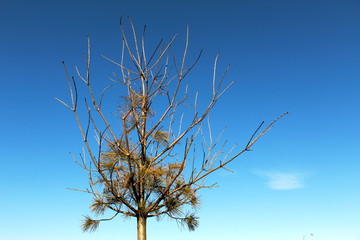 Wilted pine tree