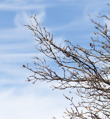 leafless tree branches against the blue sky