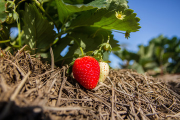 Strawberry in nature. close-up