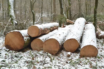 Foto auf Leinwand pas gezaagde dennenbomen met laagje sneeuw in Kruisbergse bossen © henkbouwers