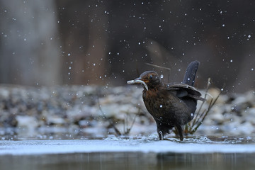 fishing blackbird