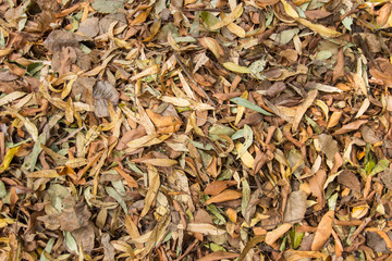 Background of dry leafs