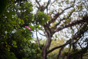 Close up of leaf view with swirly bokeh