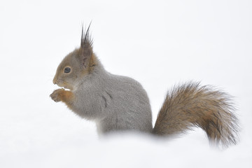 red squirrel in snow