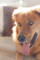 Best Friend - Reddish golden retriever mix with red tounge and bright sunlight