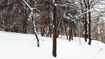 Fototapeta premium park in snow - pines in wintertime