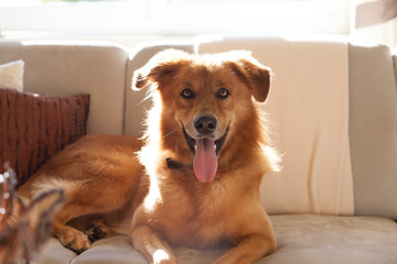 Best Friends - Best Friend - Reddish golden retriever mix  and brown whippet mix glancing into...