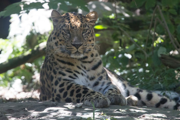 Leopardo del'Amur tra la vegetazione