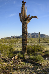 Dead Saguaro Cactus