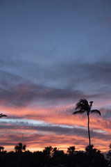 Palms in the Florida Sunset 