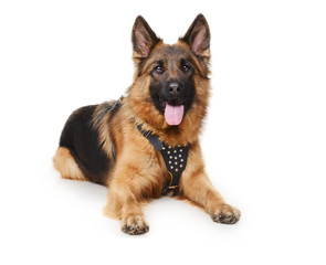Young German Shepherd Dog lying isolated against white background. Two Years Old Pet.