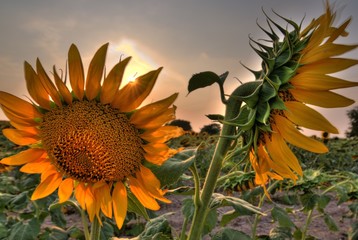 sunflowers