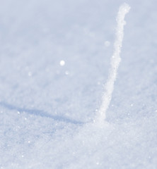 Fototapeta na wymiar branch in the snow