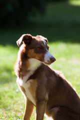 Oops, no way - Cute young brown female dog, whippet mix sitting in the garden with closed eyes