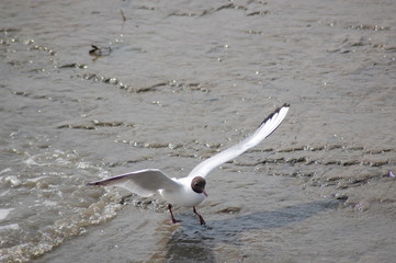 Möwe im Schlamm