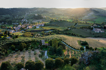 Fototapeta na wymiar Italian olive groves at sunset