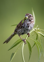 Fototapeta premium Song Sparrow with worm
