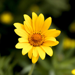 Yellow Helianthus Strumosus Sunflower