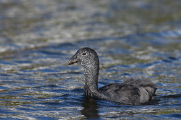 sub-adult red-knobbed coot