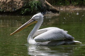Pellicano in uno stagno