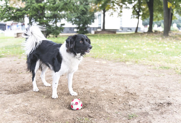 Border collie dog breed