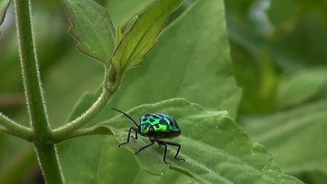A beautiful electric green beetle (unidentiried) sits on a leaf gently blowing in the wind.