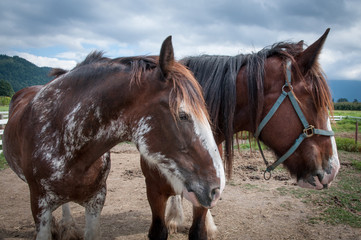 Two work horses at the farm