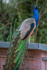 A peacock standing on the roof of a farmhouse