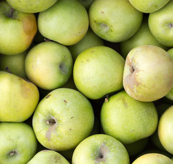 apples on the market