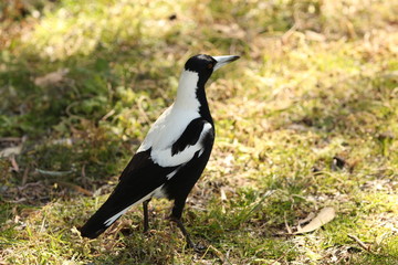 Australie oiseaux