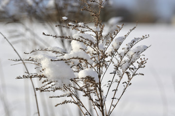 Snow and plant