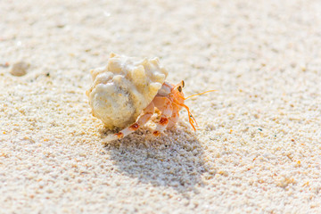 Small Crab on the Beach