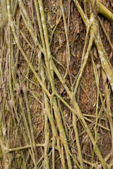 Pattern of tree roots