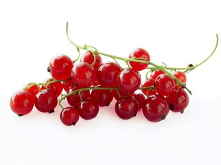 cluster of red currant