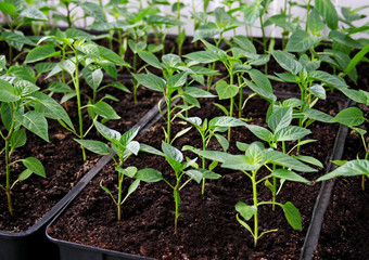 Seedlings of pepper in the boxes.