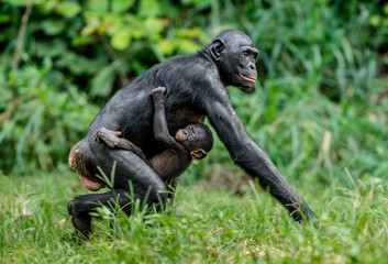 Fototapeta premium Bonobo Cub on the mother's back . Green natural background in natural habitat. The Bonobo ( Pan paniscus), called the pygmy chimpanzee. Democratic Republic of Congo. Africa