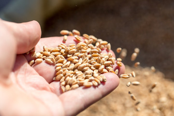 wheat in hand