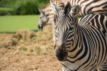 These zebras in zoo vast.