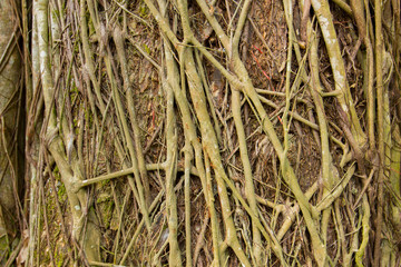 Pattern of tree roots
