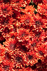 red flowers on a nature background