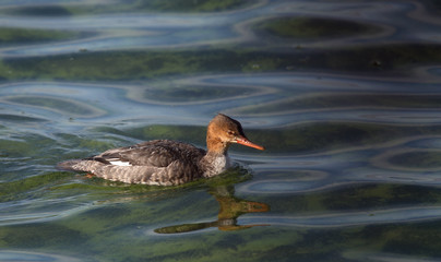 Red-breasted merganser swimming in green water
