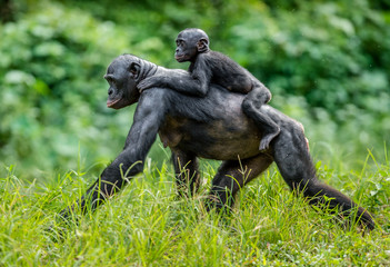 Bonobo Cub on the mother's back . Green natural background in natural habitat. The Bonobo ( Pan paniscus), called the pygmy chimpanzee. Democratic Republic of Congo. Africa