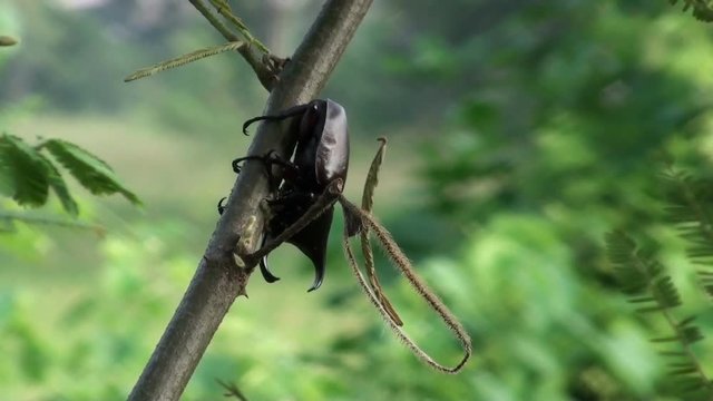 A Siamese rhinoceros beetle or fighting beetle, Xylotrupes gideon feeds on a twig.
Order: Coleoptera
Family: Scarabaeidae
Subfamily: Dynastinae
Genus: Xylotrupes
Species: X. gideon